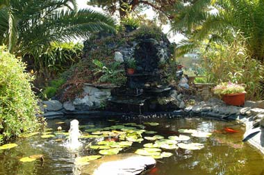 Our Koi pond