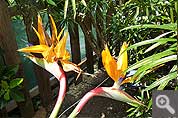 Flora