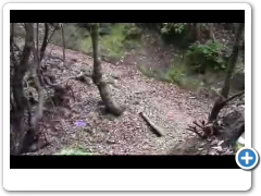 La Palma hiking: Springs